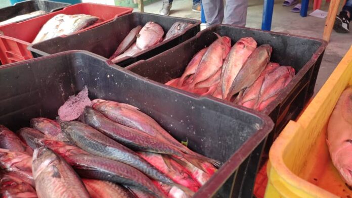 Peces-696x392